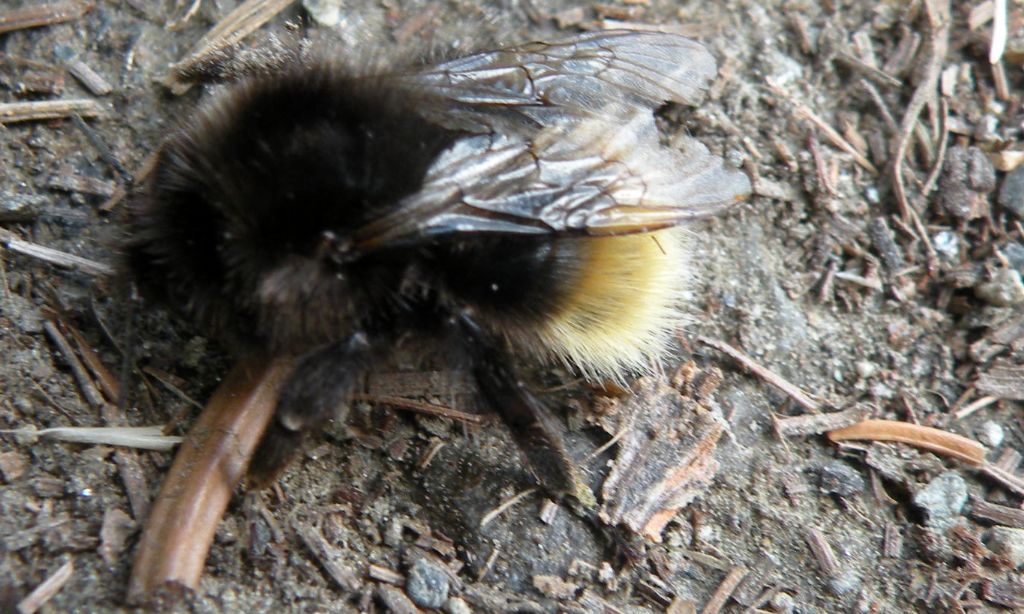 Bombus (Alpigenobombus) wurflenii  (cfr.), operaia